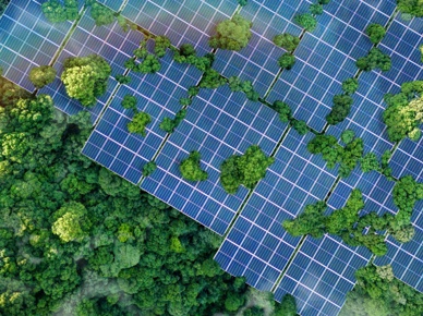 Climatetech Solar Forest Stock 793X592